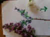 DSCN0174
