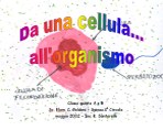 Da una cellula all’organismo vivente