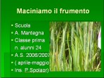 Maciniamo il frumento