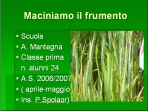 Maciniamo il frumento